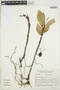 Anthurium scandens (Aubl.) Engl., BRAZIL, R. M. Harley 36963, F