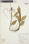 Anthurium scandens (Aubl.) Engl., BRAZIL, J. L. Waechter 1835, F