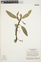 Anthurium scandens (Aubl.) Engl., BRAZIL, W. R. Anderson 35903, F