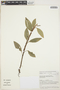 Anthurium scandens (Aubl.) Engl., BRAZIL, E. N. Lughadha 50698, F