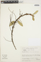 Anthurium scandens (Aubl.) Engl., BRAZIL, R. M. Harley 24540, F