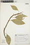 Anthurium scandens (Aubl.) Engl., BRAZIL, G. G. Hatschbach 49930, F