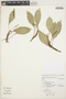 Anthurium scandens (Aubl.) Engl., BRAZIL, I. Fernandes 480, F