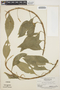 Anthurium scandens (Aubl.) Engl., BRITISH GUIANA [Guyana], B. Maguire 32579, F