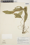 Anthurium scandens (Aubl.) Engl., VENEZUELA, J. A. Steyermark 89149, F