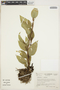 Anthurium scandens (Aubl.) Engl., COLOMBIA, M. Palacio 54, F