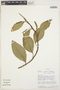 Anthurium scandens (Aubl.) Engl., COLOMBIA, J. M. MacDougal 3732, F
