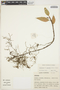 Anthurium scandens (Aubl.) Engl., COLOMBIA, E. Tobón 23, F