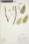 Anthurium scandens (Aubl.) Engl., COLOMBIA, J. L. Luteyn 12273, F