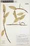 Anthurium scandens (Aubl.) Engl., COLOMBIA, P. A. Silverstone-Sopkin 3836, F