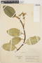 Anthurium scandens (Aubl.) Engl., COLOMBIA, J. Cuatrecasas 22096, F