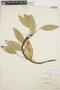 Anthurium scandens (Aubl.) Engl., BOLIVIA, M. Bang 2307, F