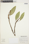 Anthurium scandens (Aubl.) Engl., BOLIVIA, S. G. Beck 7238, F