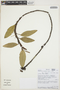 Anthurium scandens (Aubl.) Engl., BOLIVIA, A. Fuentes 14208, F
