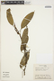 Anthurium scandens (Aubl.) Engl., ECUADOR, C. H. Dodson 9044, F