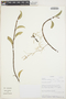 Anthurium scandens (Aubl.) Engl., ECUADOR, 446, F