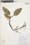 Anthurium scandens (Aubl.) Engl., ECUADOR, W. A. Palacios 13251, F