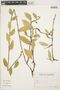 Anthurium scandens (Aubl.) Engl., ECUADOR, G. W. Harling 12279, F