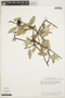 Anthurium scandens (Aubl.) Engl., ECUADOR, M. T. Madison 4463, F