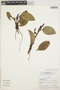 Anthurium scandens (Aubl.) Engl., PERU, A. H. Gentry 22894, F