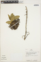 Anthurium scandens (Aubl.) Engl., PERU, J. Schunke Vigo 9594, F