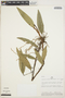 Anthurium scandens (Aubl.) Engl., PERU, J. Schunke Vigo 9278, F