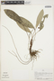 Anthurium scandens (Aubl.) Engl., PERU, J. Revilla 442, F