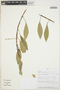 Anthurium scandens (Aubl.) Engl., PERU, E. Suclli M. 2760, F
