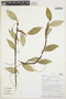 Anthurium scandens (Aubl.) Engl., PERU, J. Lingán 383, F