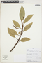 Anthurium scandens (Aubl.) Engl., PERU, G. Calatayud 2632, F