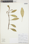 Anthurium scandens (Aubl.) Engl., PERU, G. Calatayud 2791, F