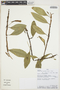 Anthurium scandens (Aubl.) Engl., PERU, L. Valenzuela 8925, F