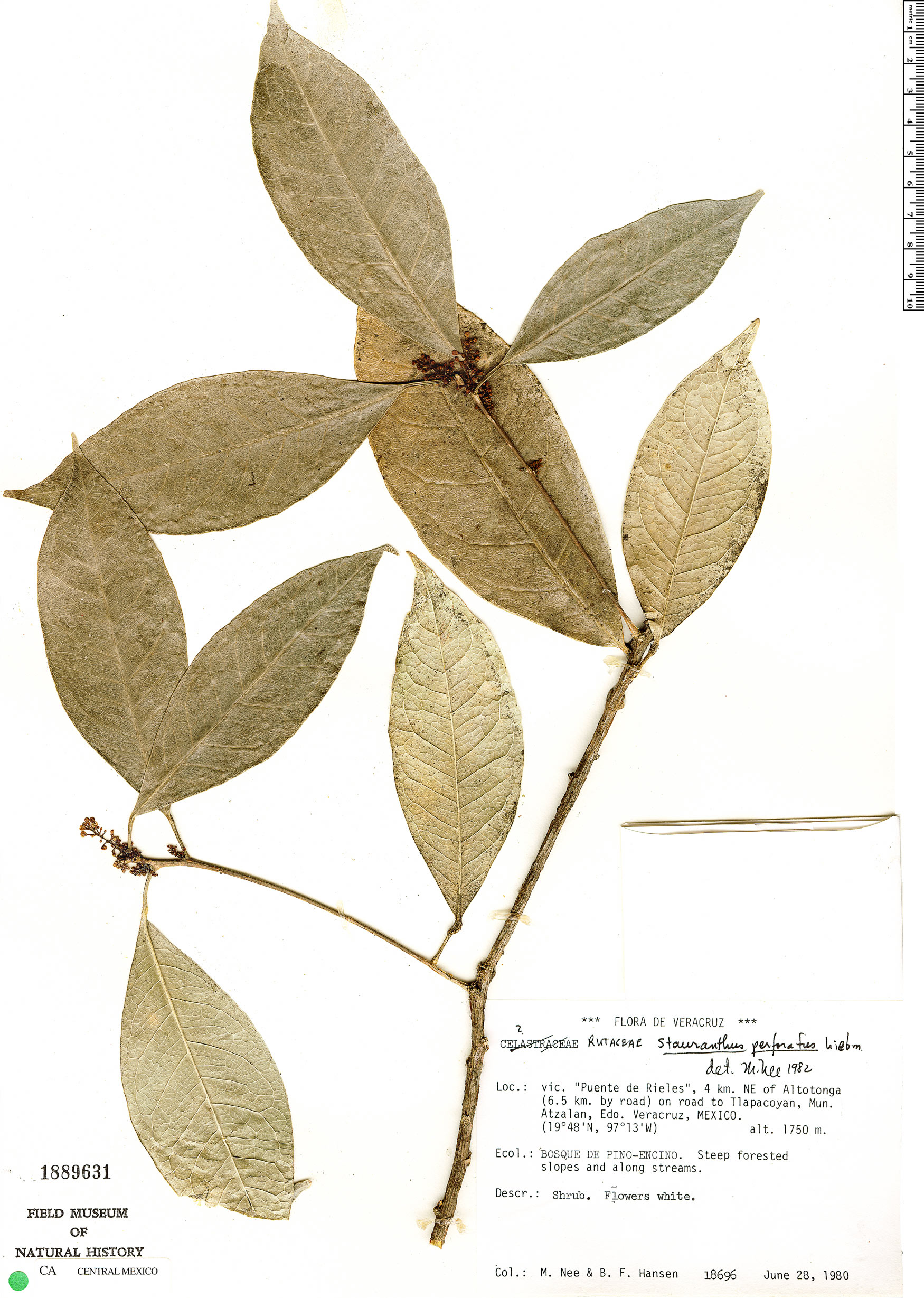 Stauranthus perforatus image