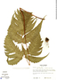 Tectaria incisa Cav., Honduras, J. Saunders 790, F