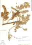 Tamarindus indica L., Honduras, J. Saunders 1031, F