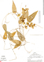 Dioscorea nicolasensis R. Knuth, Peru, R. B. Foster 4451, F