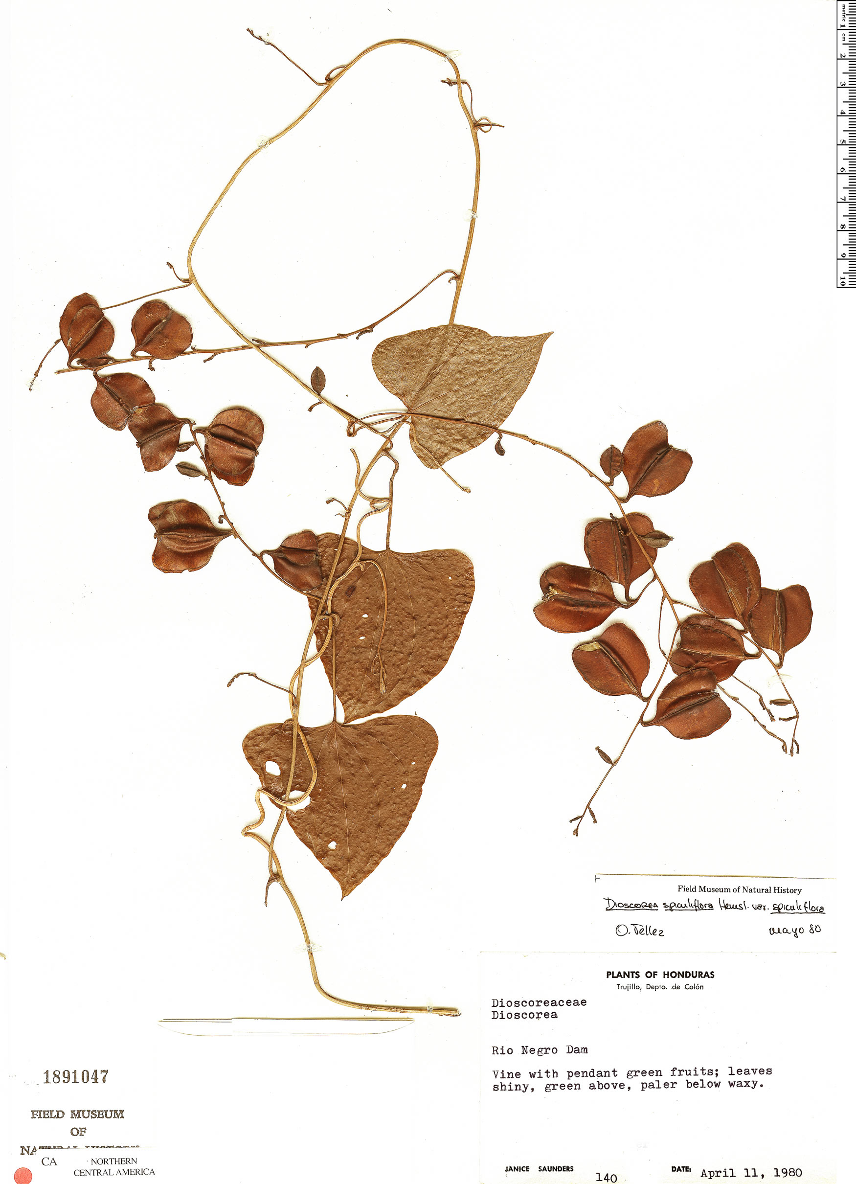 Dioscorea spiculiflora image
