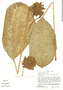 Calathea wallisii (Linden) Regel, U.S.A., T. C. Plowman 10835, F