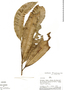 Aspidosperma aff. pichonianum Woodson, Peru, A. H. Gentry 26016, F