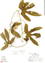 Gurania eriantha (Poepp. & Endl.) Cogn., Peru, R. B. Foster 6264, F