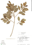 Ficus aurea Nutt., Mexico, B. F. Hansen 7563, F