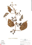 Cissus peruviana Lombardi, Peru, R. B. Foster 6376, F