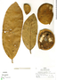 Aspidosperma megaphyllum Woodson, Peru, R. B. Foster 5688, F