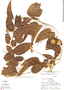 Dioscorea acanthogene, R. B. Foster 3001, F