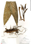 Philodendron cf. lynette, Peru, R. B. Foster 4288, F