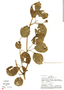 Amphilophium paniculatum (L.) Kunth, Peru, A. H. Gentry 26879, F