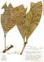 Trianaea speciosa (Drake) Soler., Peru, T. C. Plowman 11722, F