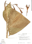 Canna iridiflora Ruíz & Pav., Peru, T. C. Plowman 11175, F