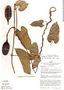 Aristolochia mathewsii Duch., Peru, J. Schunke Vigo 2701, F