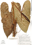 Anthurium rubrinervium Kunth, Peru, T. C. Plowman 11540, F